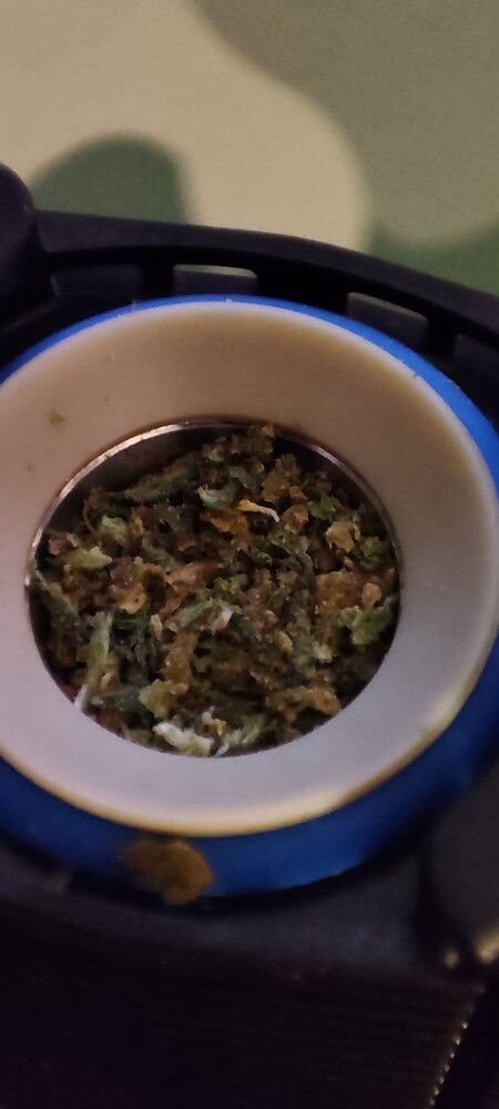 Erster Indoor-Grow / Royal Dwarf