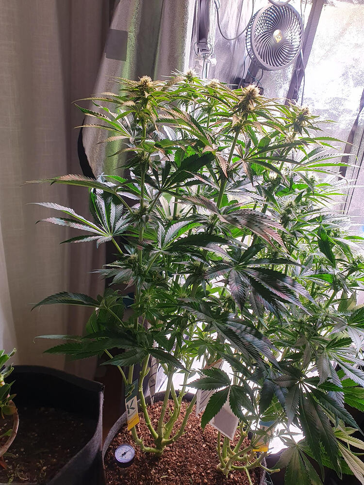 Living Soil Projekt 2.0-Gladiatorenkampf in der 55 L Arena-Northern Lights vs. Super Silver Haze–Sponsored by Hanfgarten