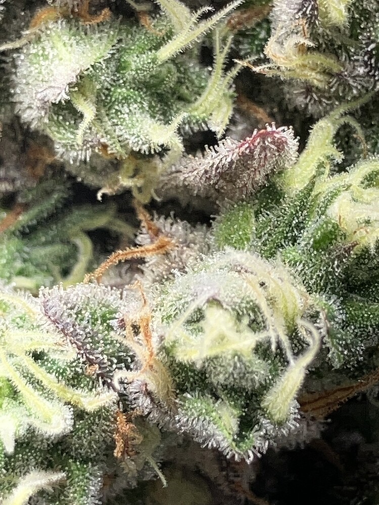 First Grow - mögen die Spiele beginnen
