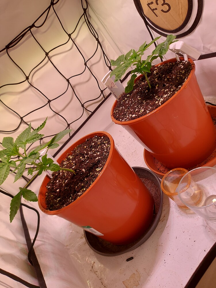 Strawberry Gummies Feminisiert (Grounded Genetics) Produktfoto