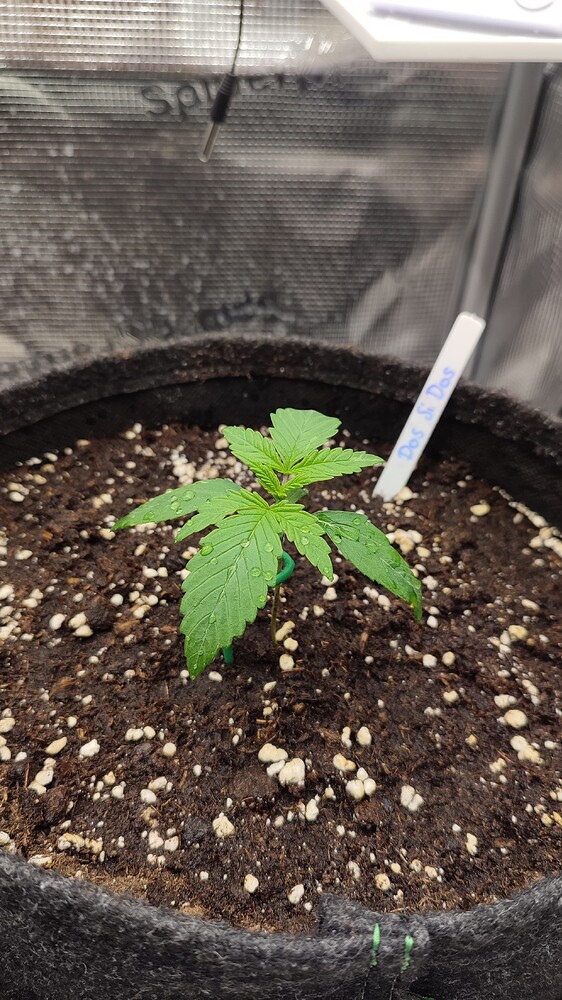 Do Si Dos Feminisiert (Pyramid Seeds) Produktfoto