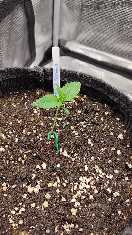 Black Domina Produktfoto