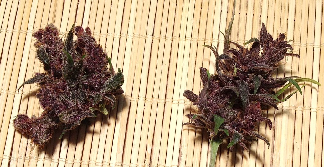 ☀️ Indoor / Outdoor Dachfenster-Grow – 2 Automatics