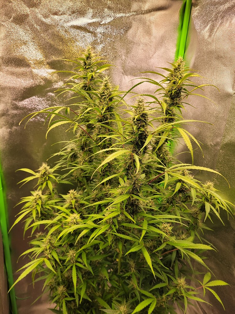 Die sechs FastBuds Schwestern - 3. Auto Grow