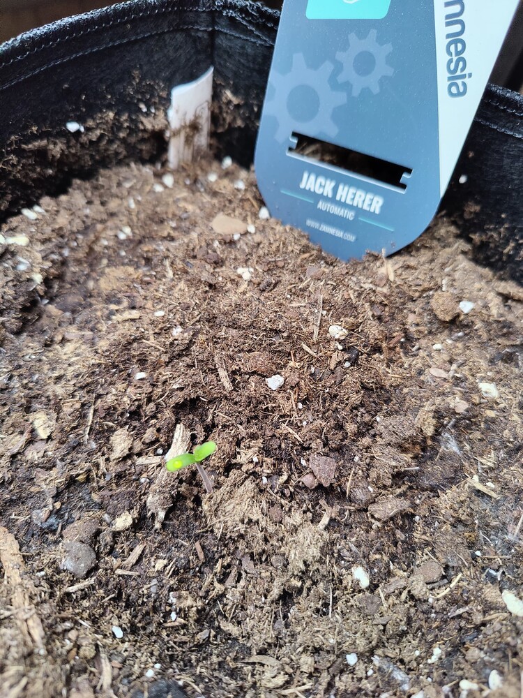 Jack Herer Auto Produktfoto