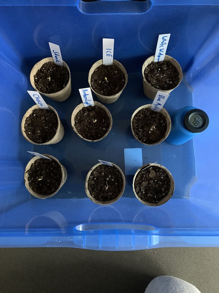 Blue Mystic Feminisiert (Royal Queen Seeds) Produktfoto