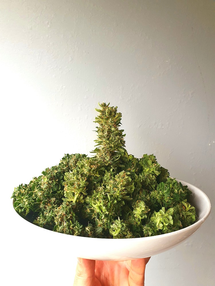 Ich kann nicht auf den Sommer warten! Erster Indoor Grow