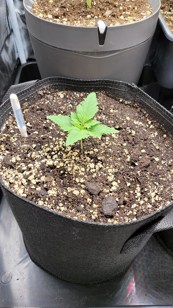 Bcn Critical XXL Auto (Seedstockers) Produktfoto
