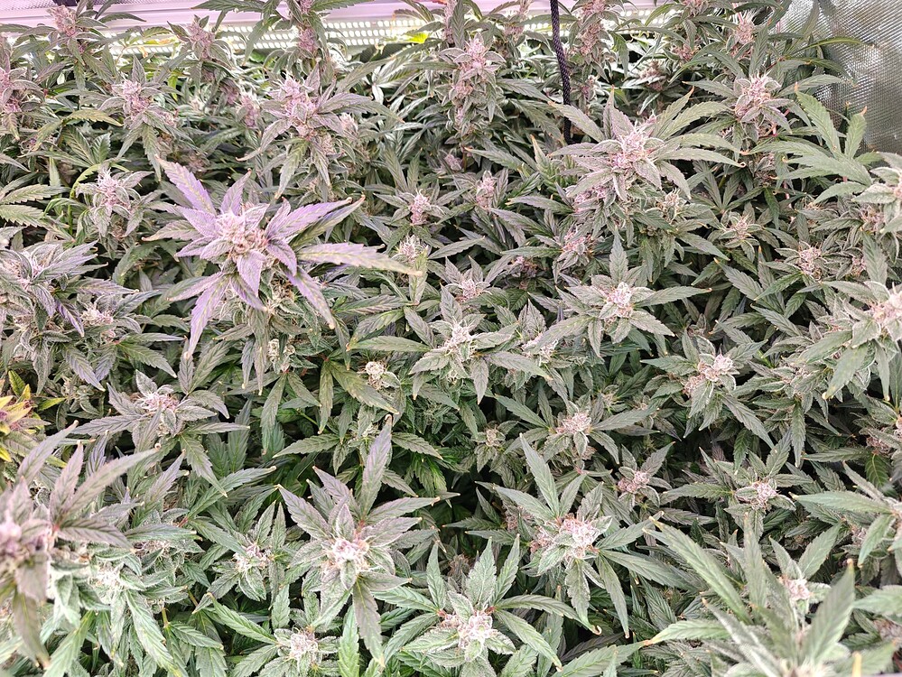 Einmal absaufen lassen bitte! DIY Hydro, DIY LED, DIY Dünger - 2. Grow und das böse Regenwasser
