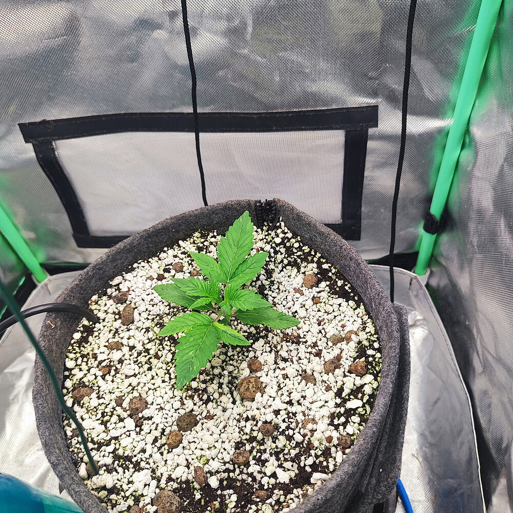 Grow à la Mandarine –2 Guys 1