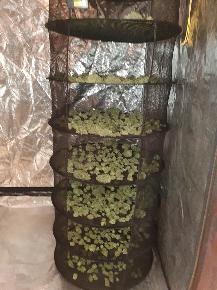 Zweiter Versuch! 600W MH+NDL - Big Bud