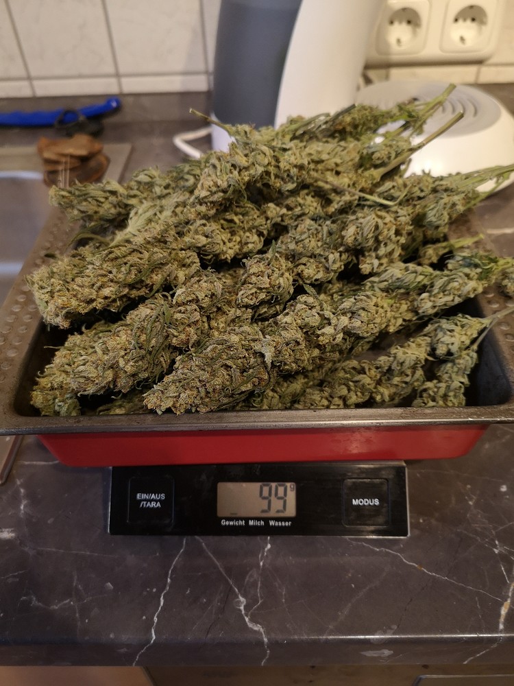 Den Baum flach halten [1x Critical]