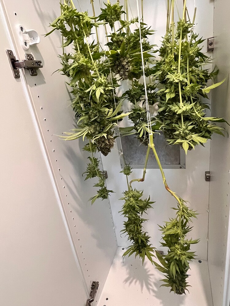 bergrow's Herbstgrow: Haziges Baumarkt-Experiment im Schrank - ABGESCHLOSSEN