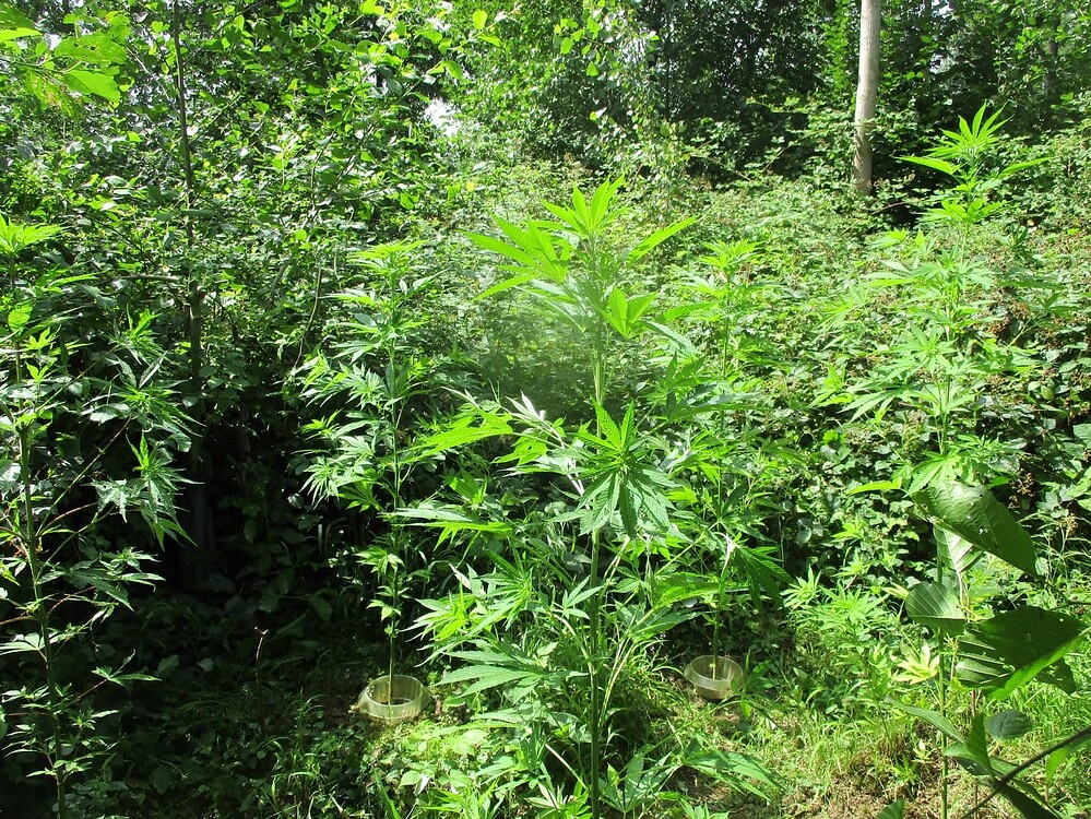 Nepal Jam Produktfoto