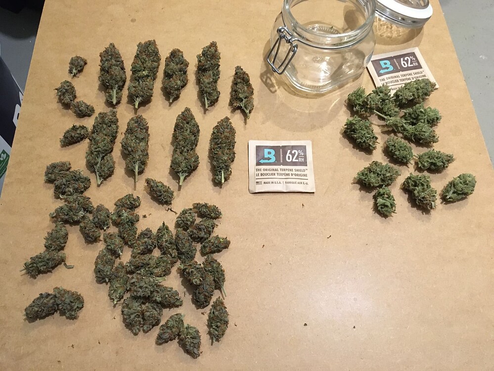 [beendet] 2. Grow: 1x Orange Hill Special, Dutch Passion „Zusammenfassung“