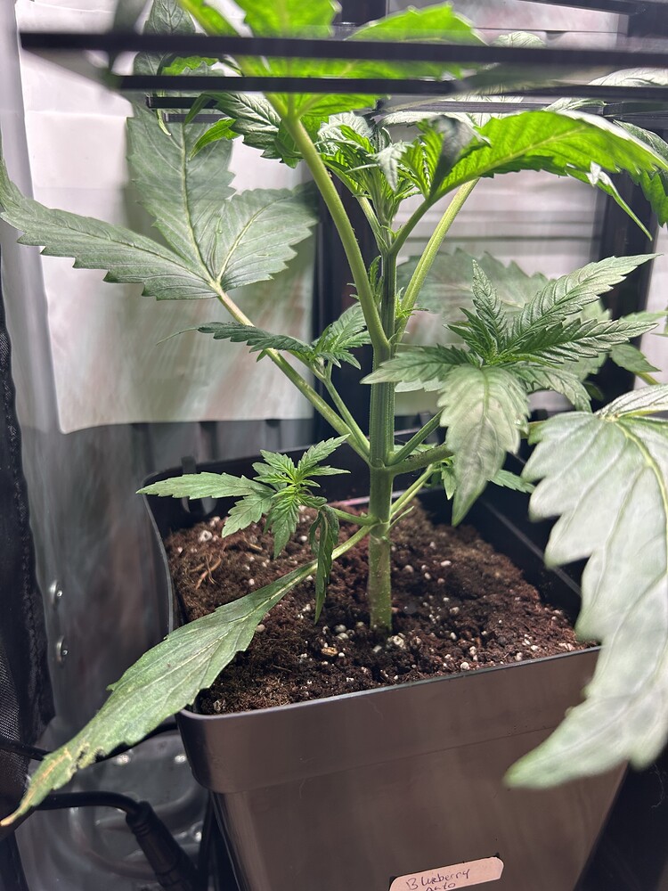 Blueberry Auto Produktfoto