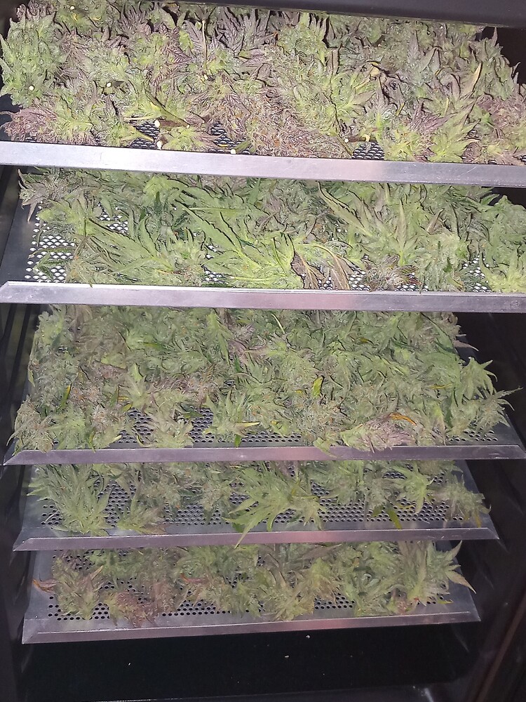 Prof Weeds Hydroponic Report