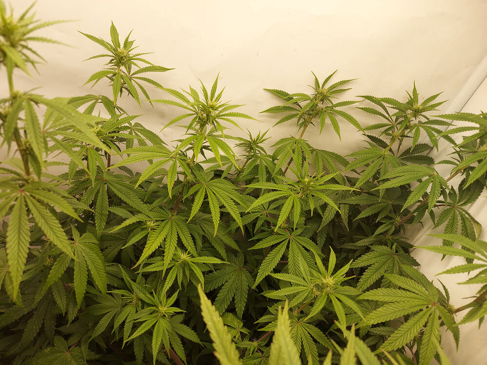Kosher Kush Feminisiert Produktfoto