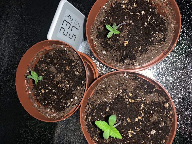 White Widow Produktfoto