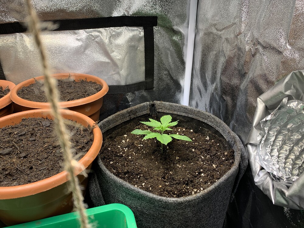Tezla OG Feminisiert (Sensi Seeds) Produktfoto