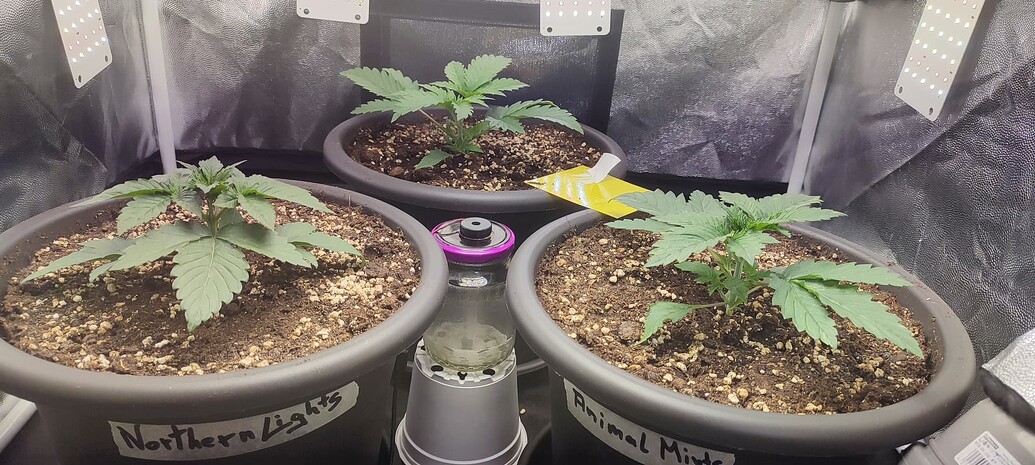 Northern Lights Produktfoto