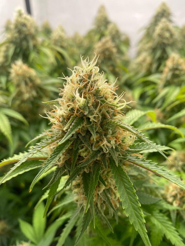 Super Sour Orange Glue Produktfoto
