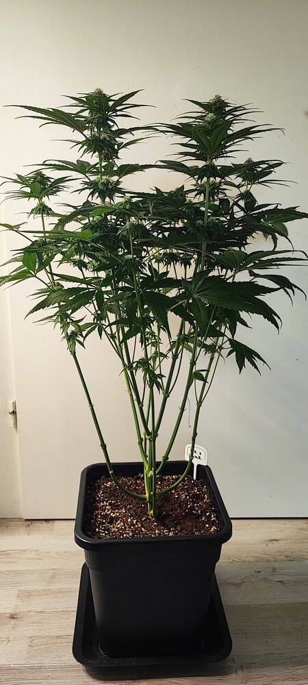 Bruce Banner x WhiteRussian Produktfoto