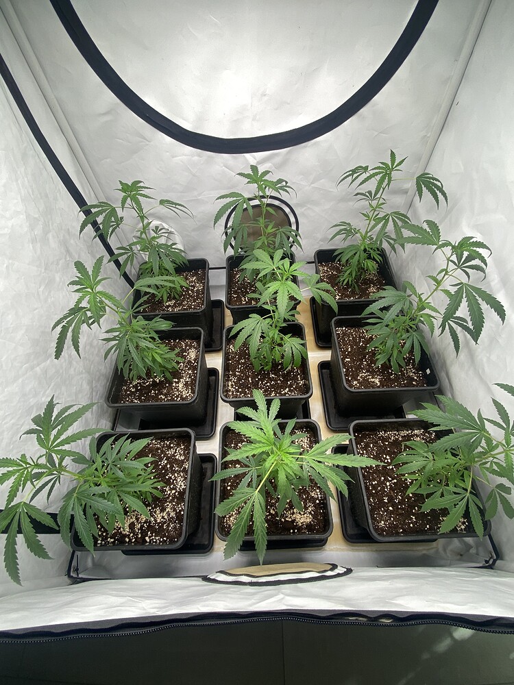Do-Si-Dos Feminisiert (Royal Queen Seeds) Produktfoto