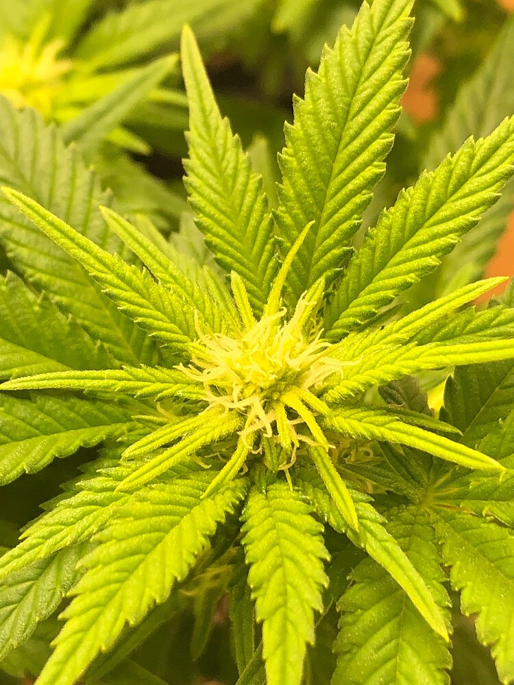 Zweiter Durchlauf mit Sensi Seeds Afghani