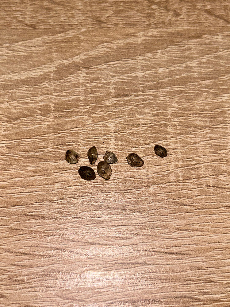 4 Grow 1ste Mal Photos
