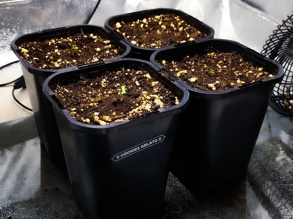 Cookies Gelato Produktfoto