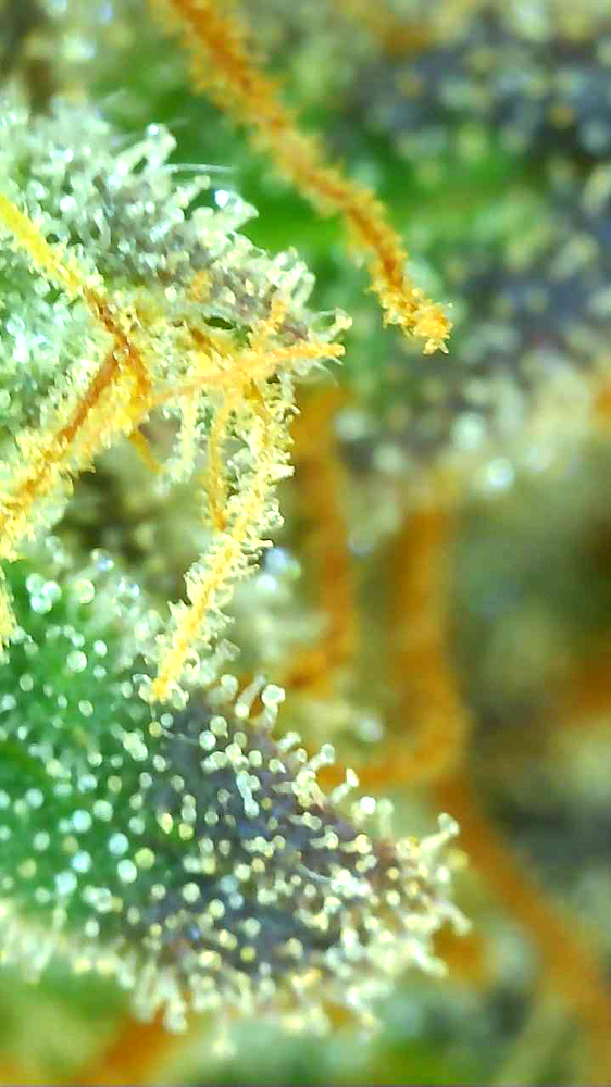 🍰 Smoky's Patisserie: Tarte Tatin & Cookies Haze - Ein Grow zum Anbeißen!🍪