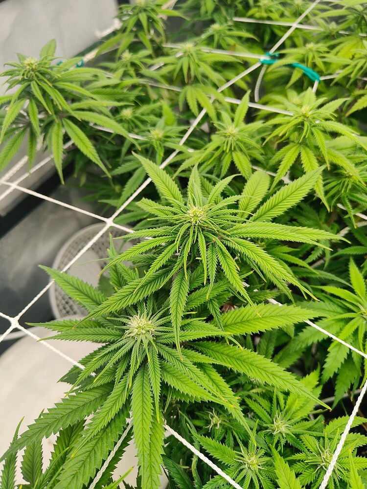 G13 Haze Produktfoto