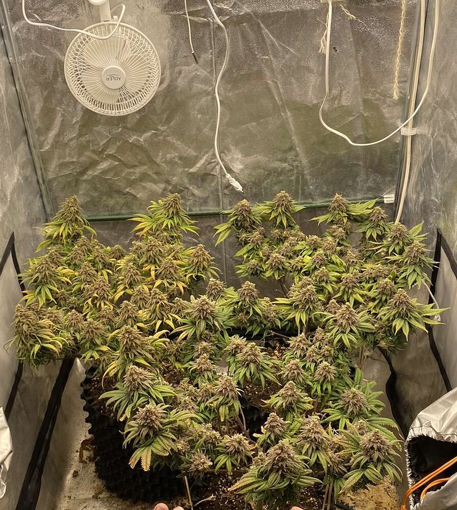 1st mal Fimming + ScroG mit G13 Haze