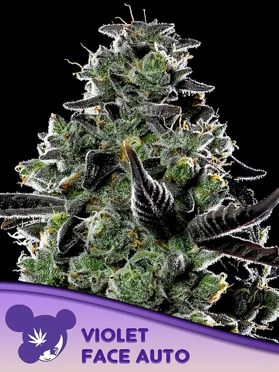 Violet Face Auto (Anesia Seeds) Produktfoto