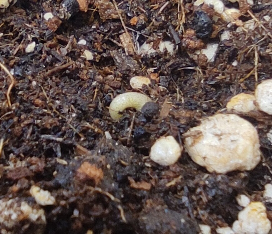 Cookie Kush XXL Auto Produktfoto
