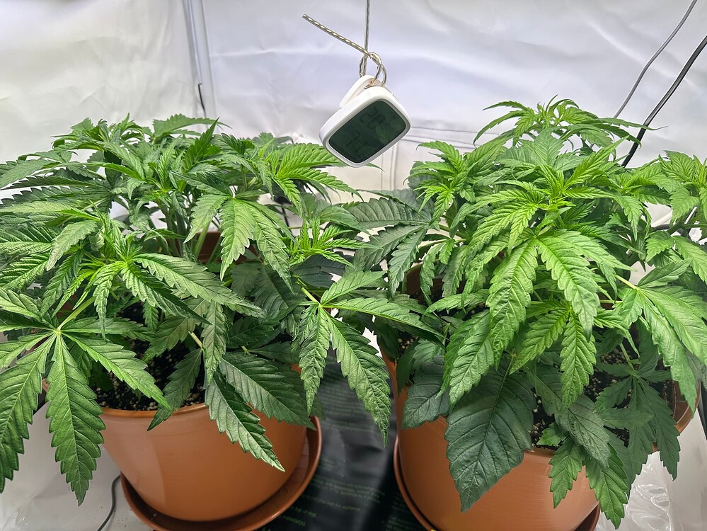 CRITICAL - Keller Grow - First Time!