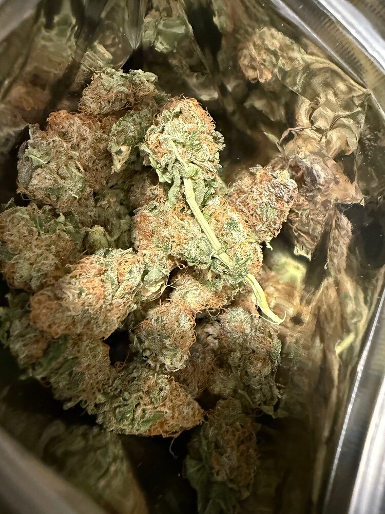 Blue Dream vs. Frozen Black Cherry + Fat Bastard Zamnesia.com Gewinnspiel Grow