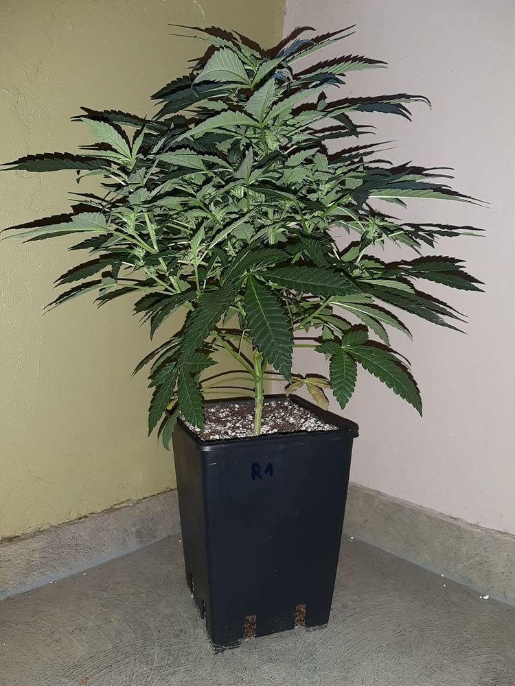 Rey's Dream Feminisiert (Lost River Seeds) Produktfoto