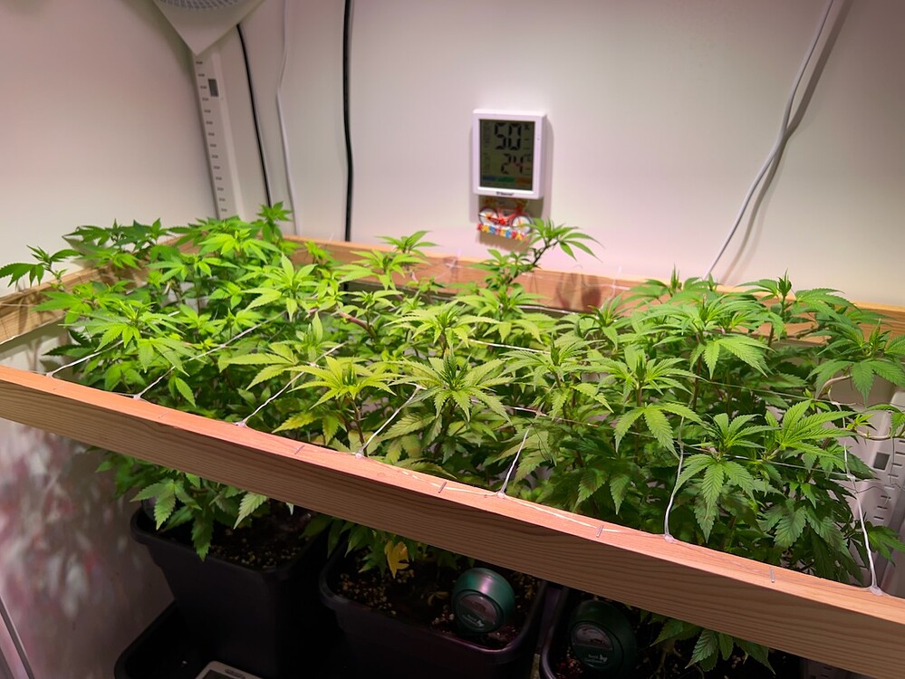 White Widow Produktfoto