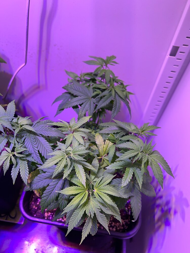 Green Gelato Produktfoto