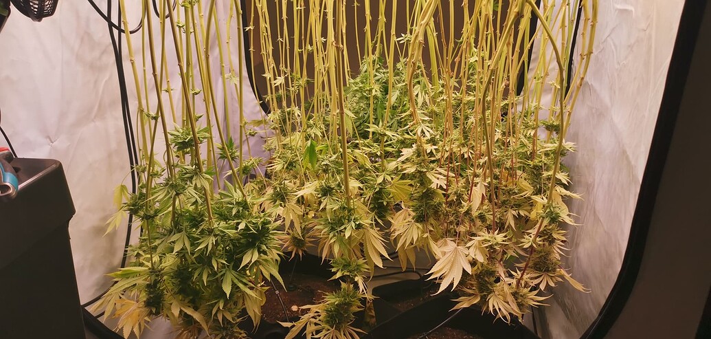 Entspannter erster Indoor-Grow (feat. Florganics, Blumat & SANlight)