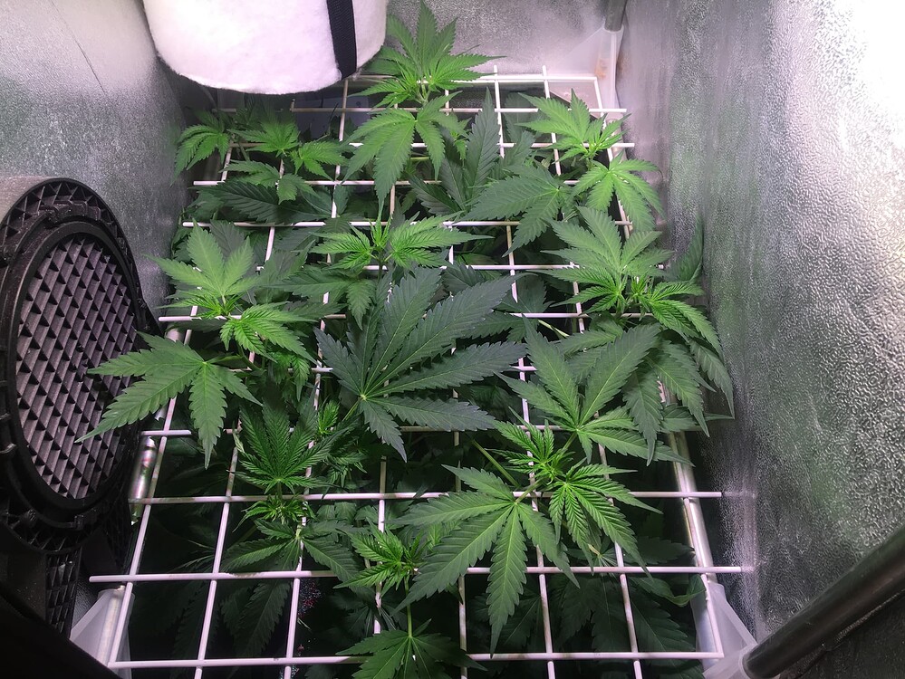 Bruce Banner #3 Feminisiert (Growers Choice) Produktfoto