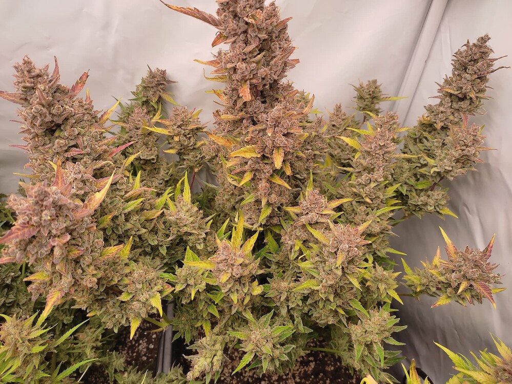 Avalons Grow Nr.1 mit: Auto Mokums Tulip 15.5.2023 **ERNTETAG**