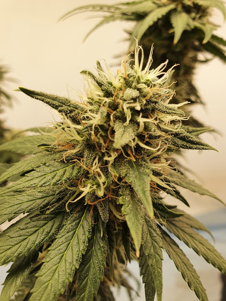 Miky's 2nd Growreport mit LST