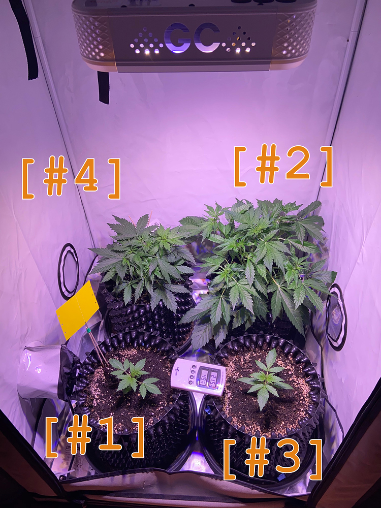 Auto Royal Haze Produktfoto