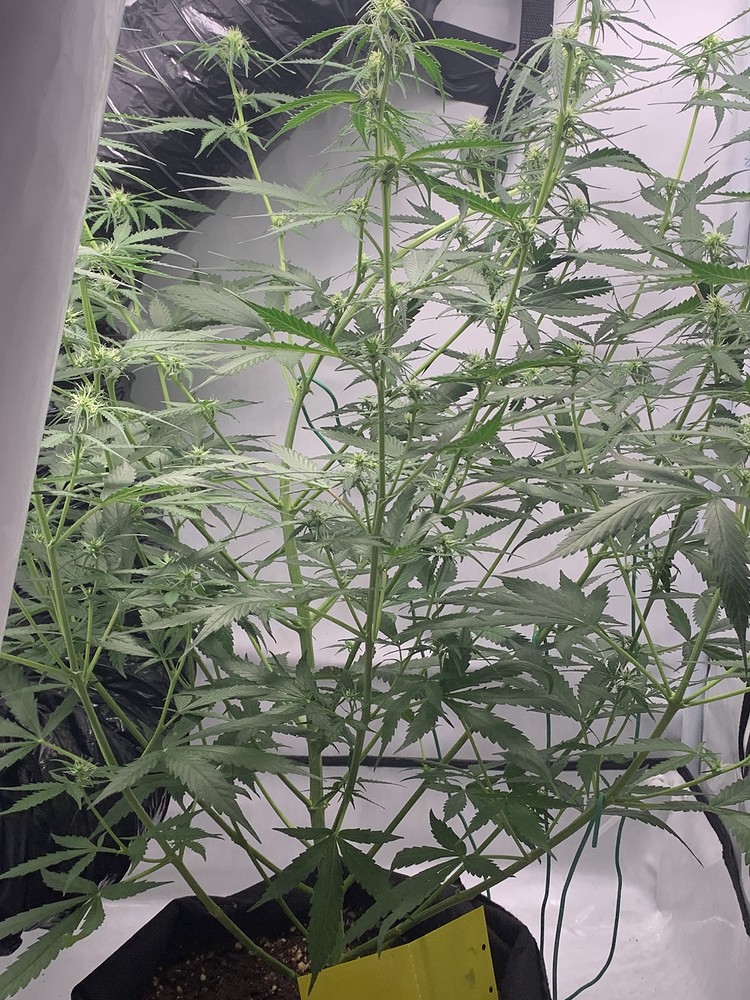 Northern Lights Auto (Fast Buds) Produktfoto