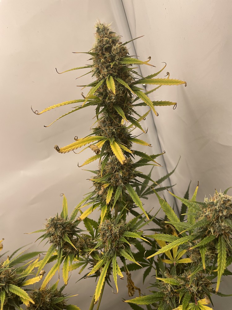 Mein erstes Baby - Northern Lights Auto - Indoor - 60x60x160