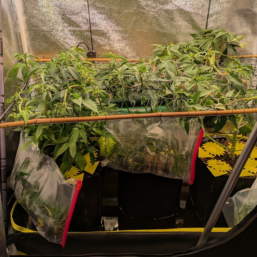 Growreport Bild 19