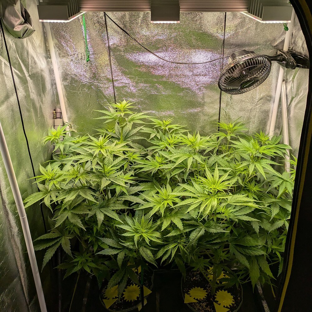 Growreport Bild 29